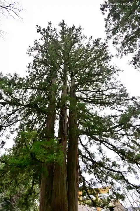 戸隠神社中社の自然