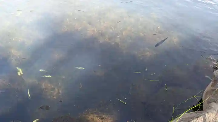 山津見神社の動物