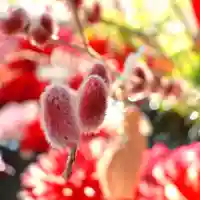 三津厳島神社の自然