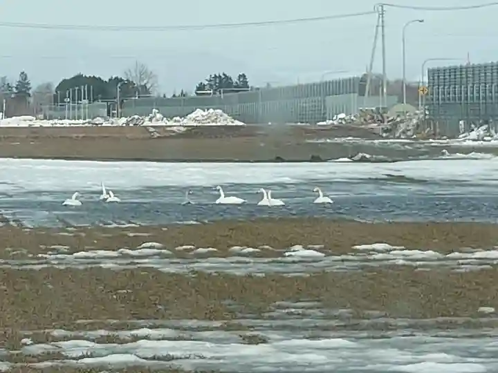 人舞神社の動物
