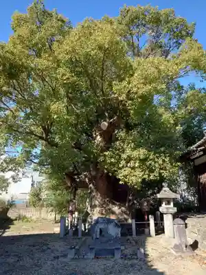 新田白山神社(愛知県)