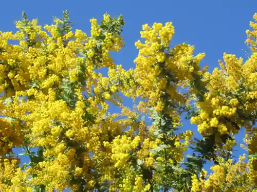 蔵前神社の自然