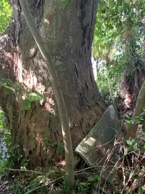 子安神社の自然