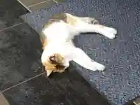 戸越八幡神社(東京都)