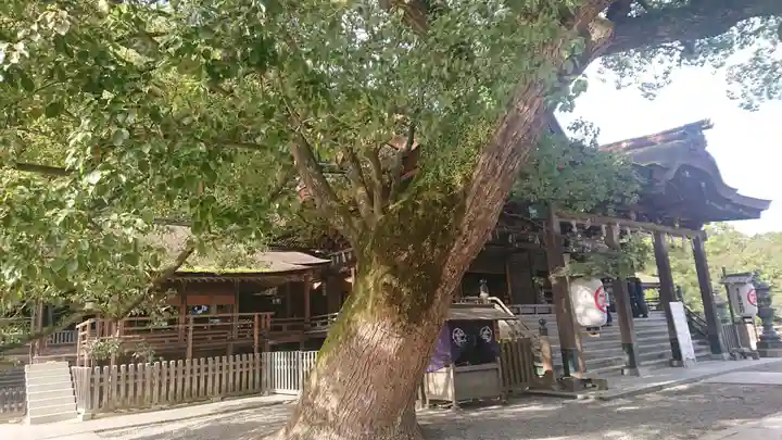 金刀比羅宮の本殿・本堂