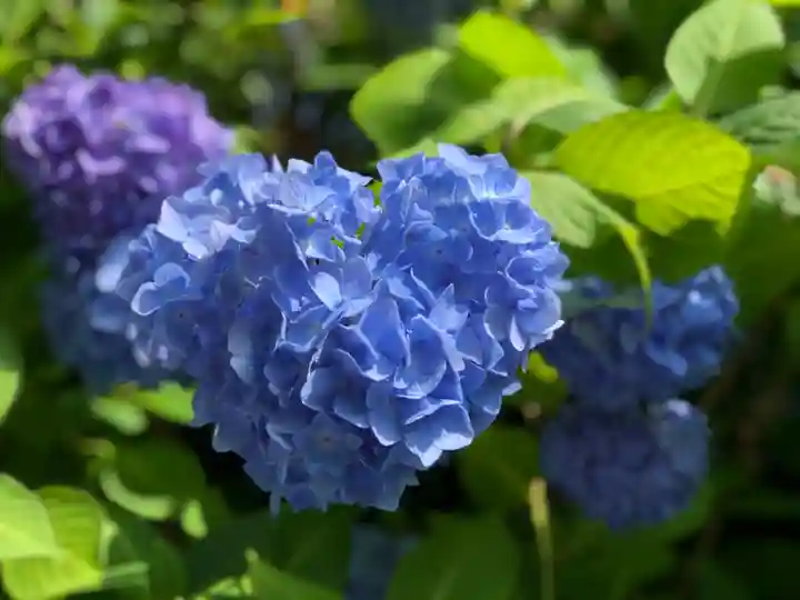 明月院(神奈川県)