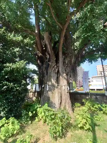 磐井神社(東京都)