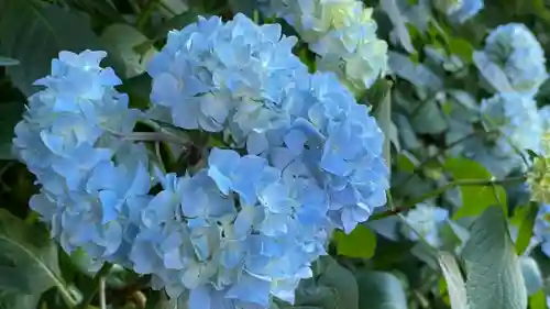 坪沼八幡神社の自然