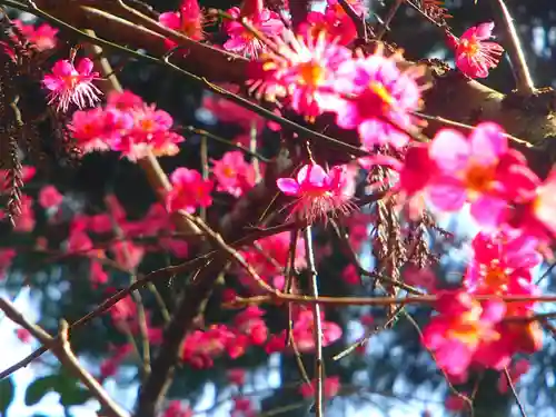 春日神社の自然