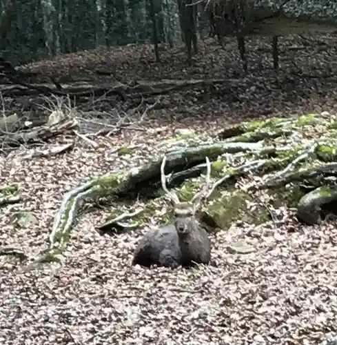 春日大社の動物