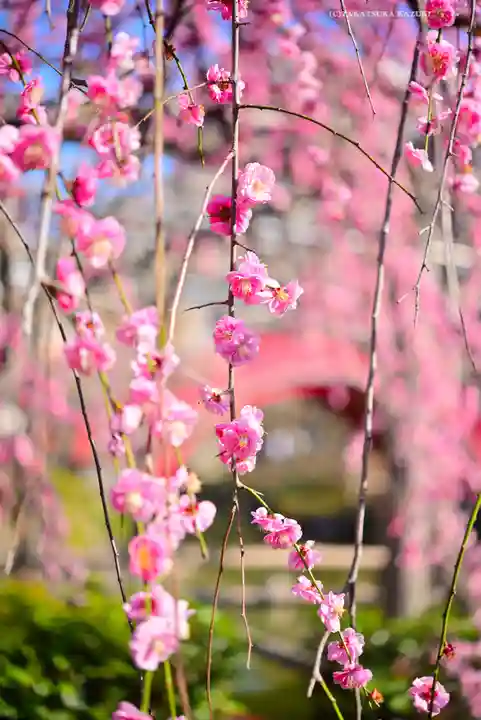 亀戸天神社(東京都)