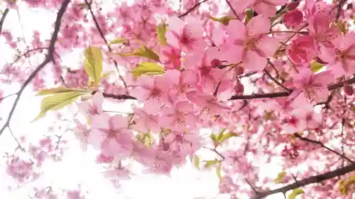 尾張大國霊神社（国府宮）の自然