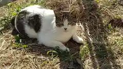 軽之神社の動物