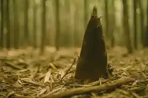 木舟山 順教寺(広島県)(2025年05月12日(月) 11時24分15秒投稿)