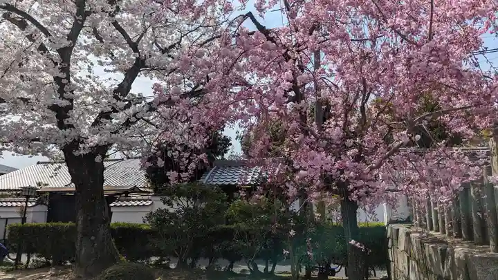 妙顯寺(妙顕寺)(京都府)