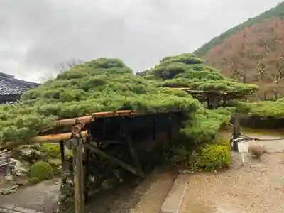 善峯寺(京都府)