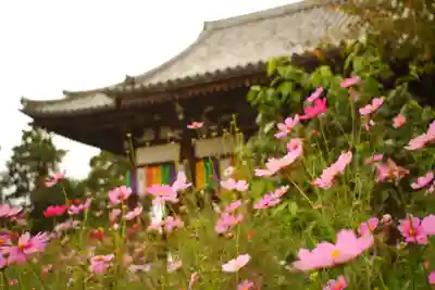 般若寺 ❁﻿コスモス寺❁(奈良県)