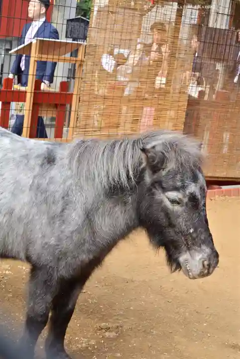 神田神社(神田明神)の動物