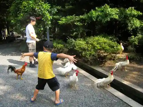 伊勢神宮内宮（皇大神宮）の動物