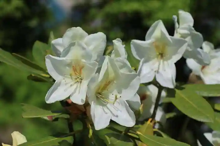 三春大神宮の庭園