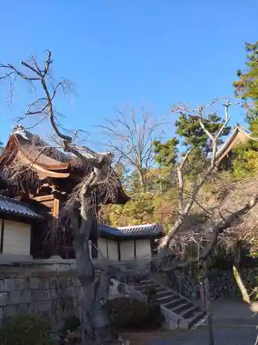 光明寺（粟生光明寺）(京都府)