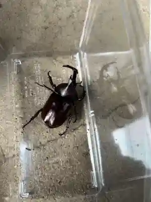 安用寺(愛知県)