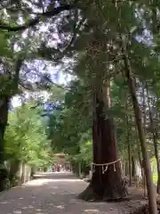 猿投神社の自然