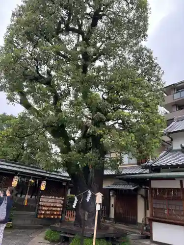 晴明神社の自然