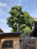 鳩ヶ谷氷川神社(埼玉県)