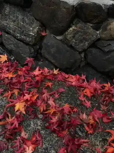来迎寺(井戸来迎寺・紫雲山来迎寺)の自然