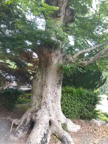 阿奈志神社(福井県)