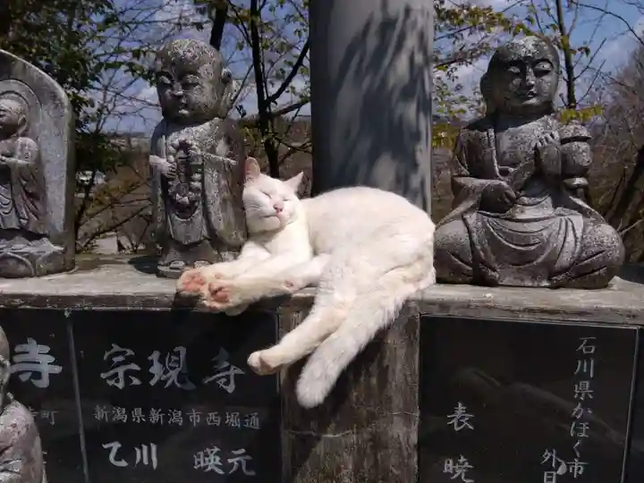 御誕生寺(猫寺)(福井県)