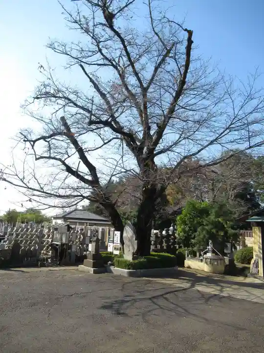 真光寺(千葉県)