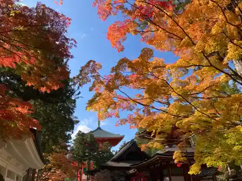 高野山金剛峯寺奥の院の景色