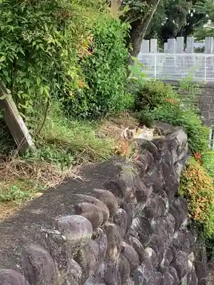 臥龍寺の動物