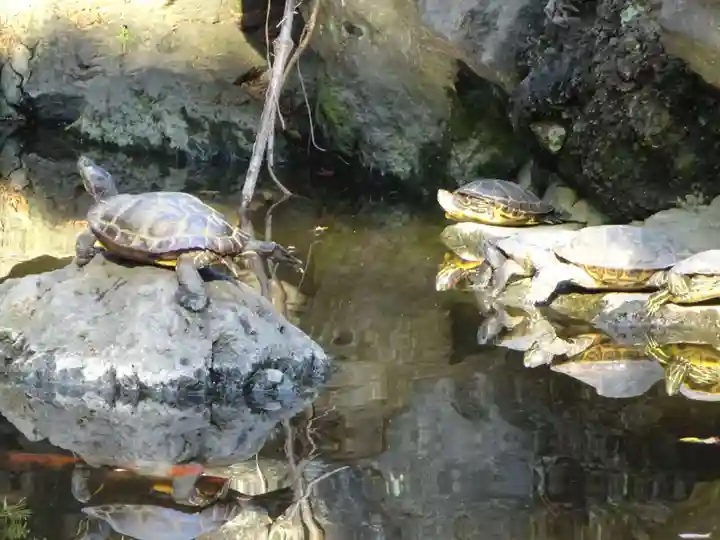 平塚八幡宮の動物