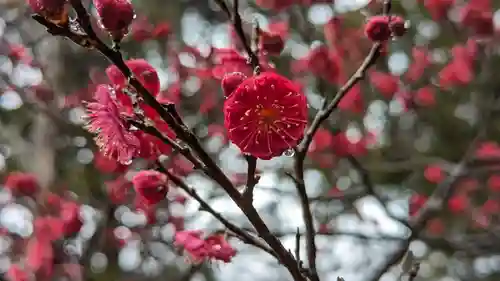 長岡天満宮(京都府)