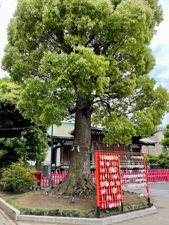 東京羽田 穴守稲荷神社の自然