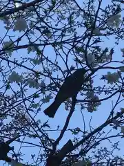 常磐神社の動物