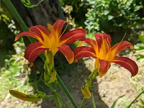 法金剛院(京都府)