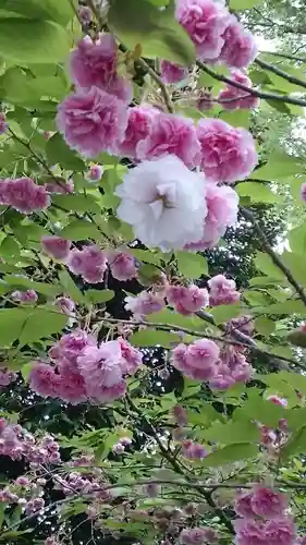 阿佐ヶ谷神明宮(東京都)