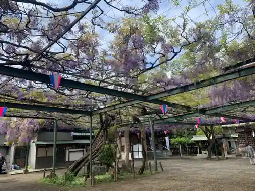 國領神社の自然