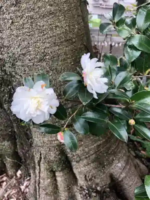 冨士浅間神社（竹丘浅間神社）の自然