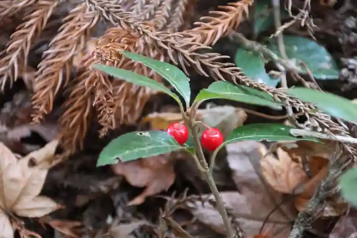 鹿島大神宮の自然