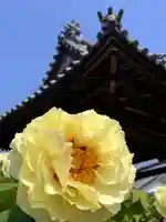 真言宗 善通寺派 薬王寺(香川県)