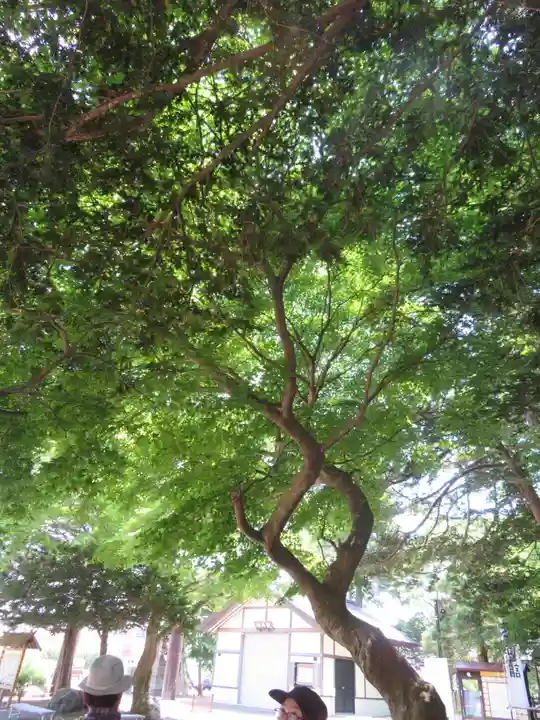 千歳神社の自然