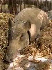 坪沼八幡神社の動物