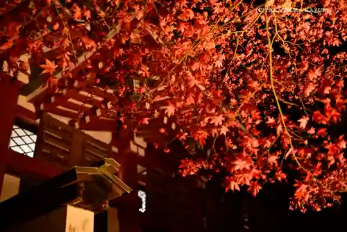大山阿夫利神社の自然