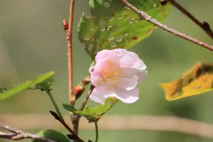 阿久津「田村神社」(郡山市阿久津町)旧社名:伊豆箱根三嶋三社(福島県)