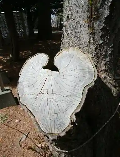 大谷地神社の自然